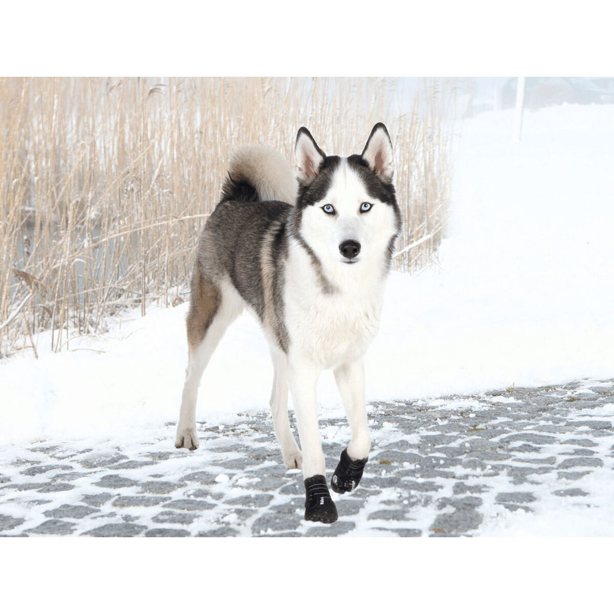 Botas Trixie Negro L/XL