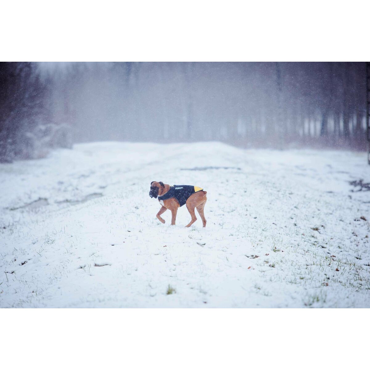 Arnés para Perro Julius K9 IDC L/XL 2