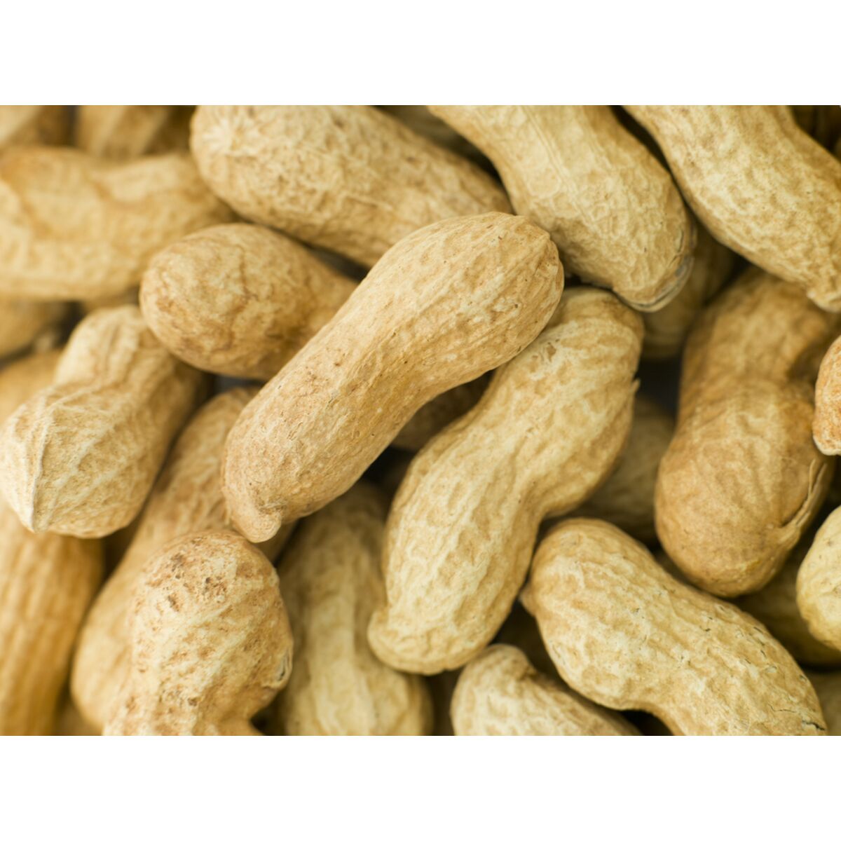 Comida para pájaros Deli Nature Premium 1,6 kg