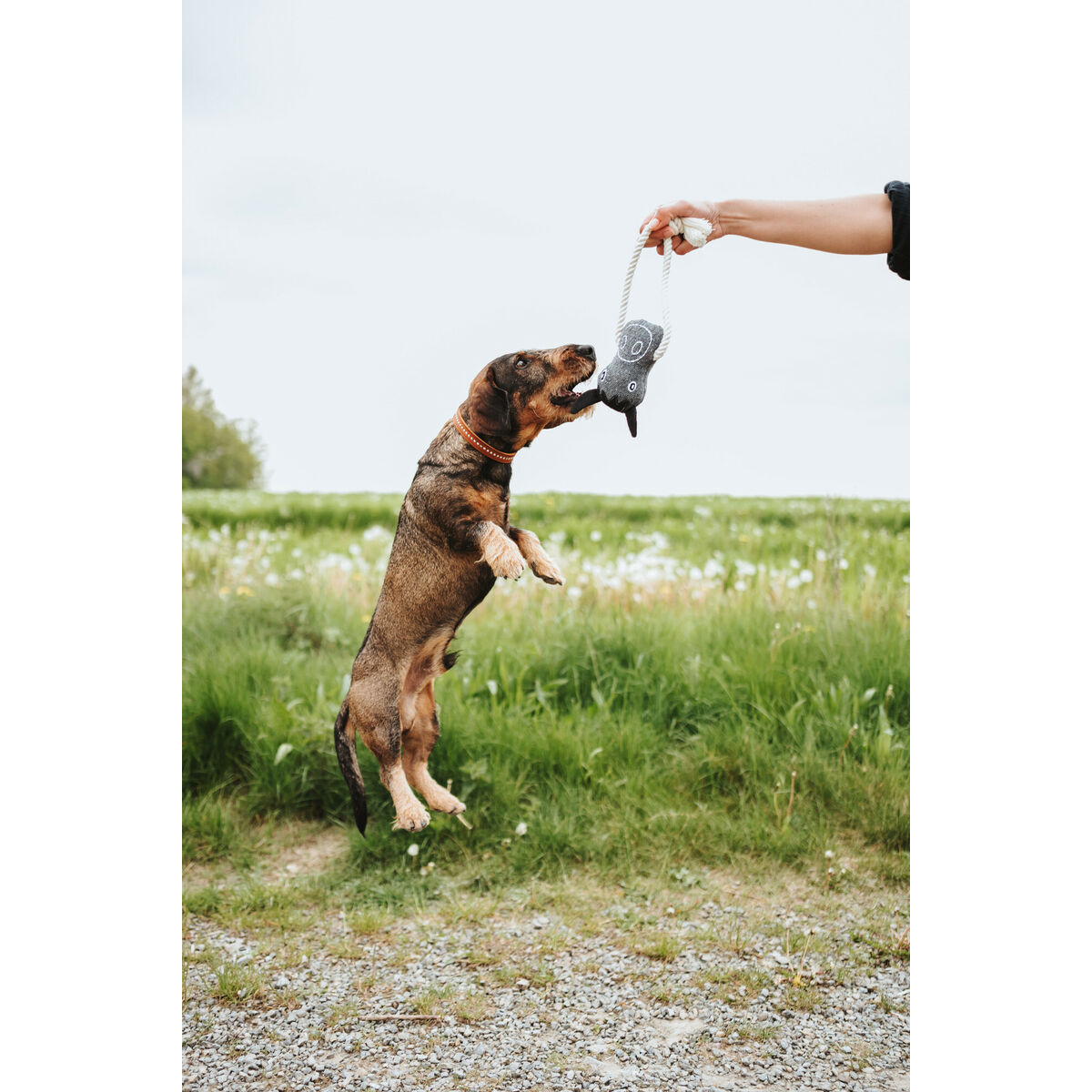 Juguete para perros Hunter NEBRASKA Gris Caballo