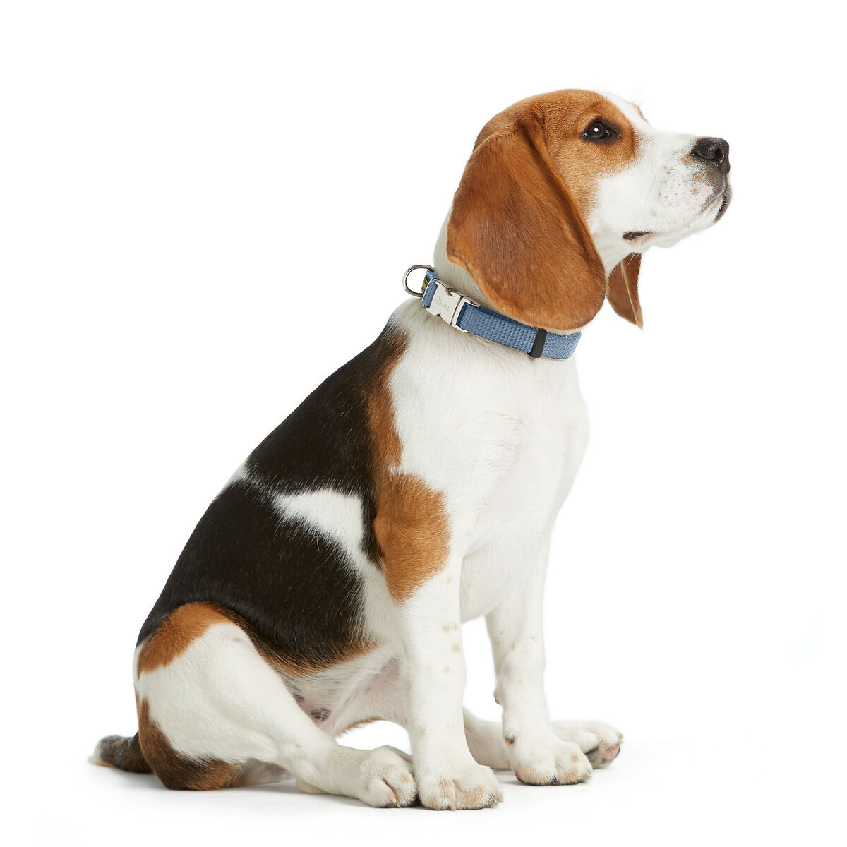 Collar para Perro Hunter VARIO BASIC Azul M 30-45 cm