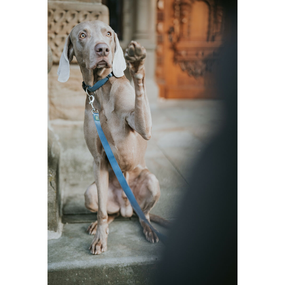 Correa para Perro Hunter Azul 100 cm