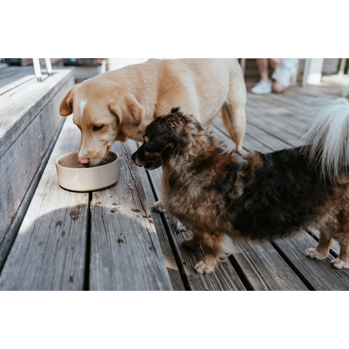 Comedero para Perro Hunter OSBY Beige Cerámica 1,1 L