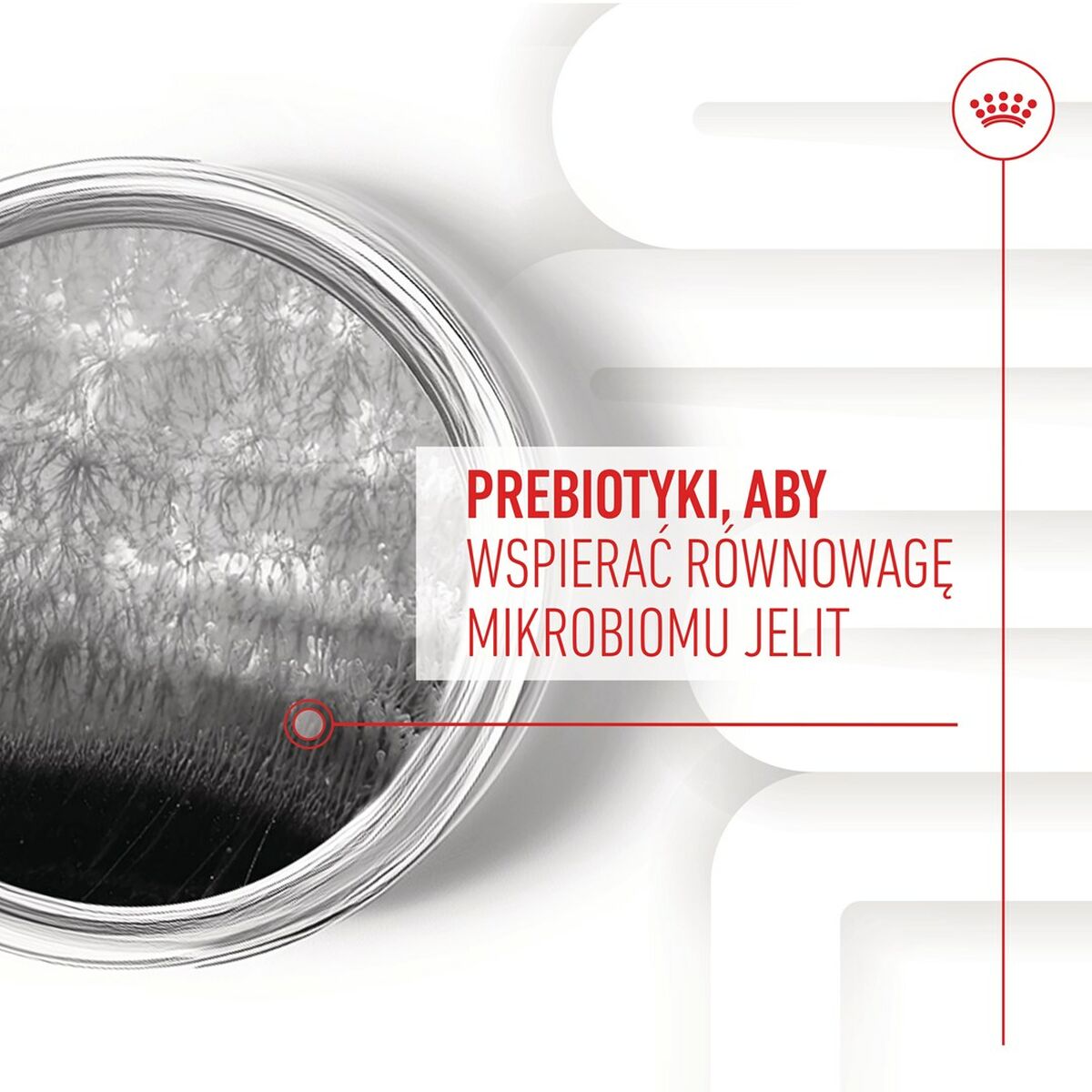 Snack para Perros Royal Canin Supplements Dog Digestion Adult 160 g