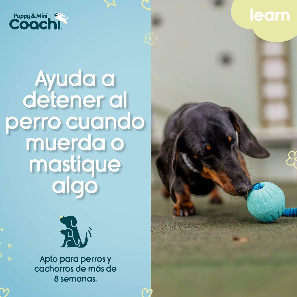 Arnés para Perro Coachi