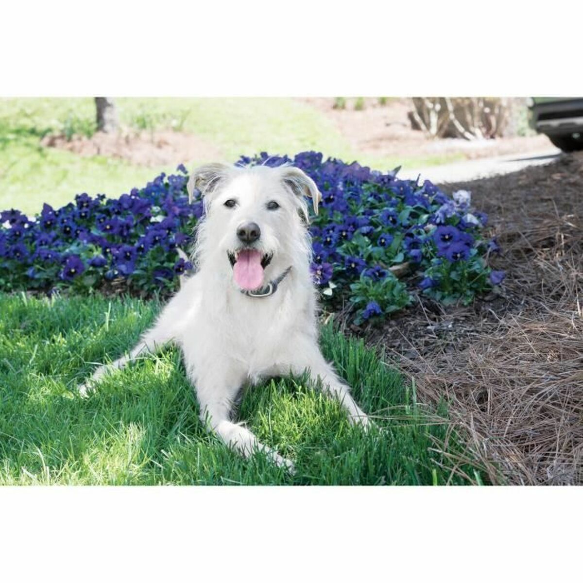 Collar antiladrido PetSafe