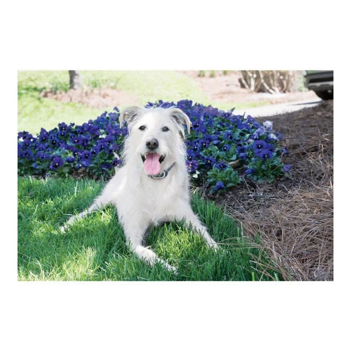 Collar antiladrido PetSafe