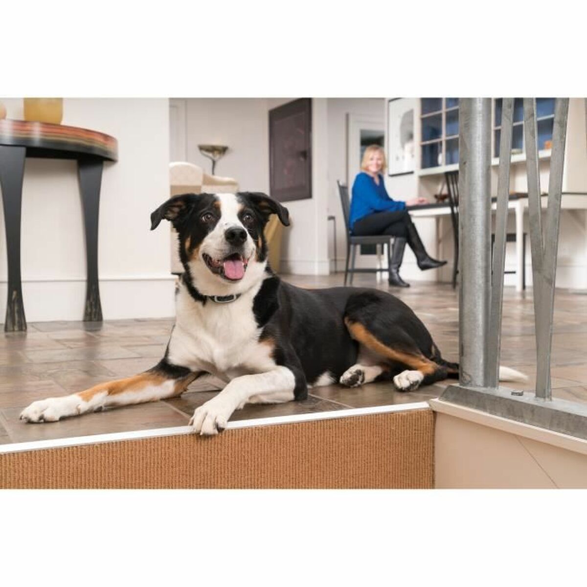 Collar antiladrido PetSafe Azul