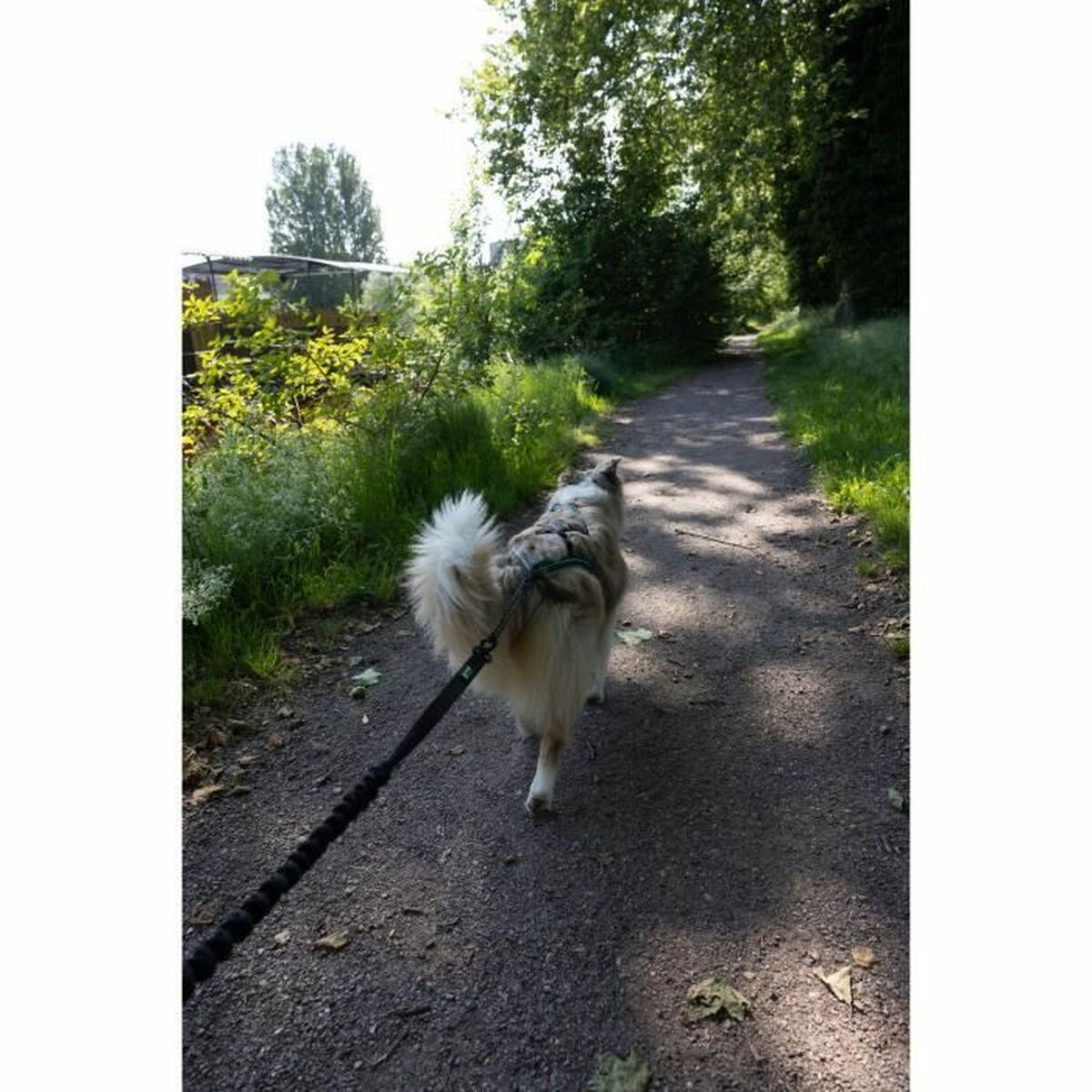 Correa para Perro Negro