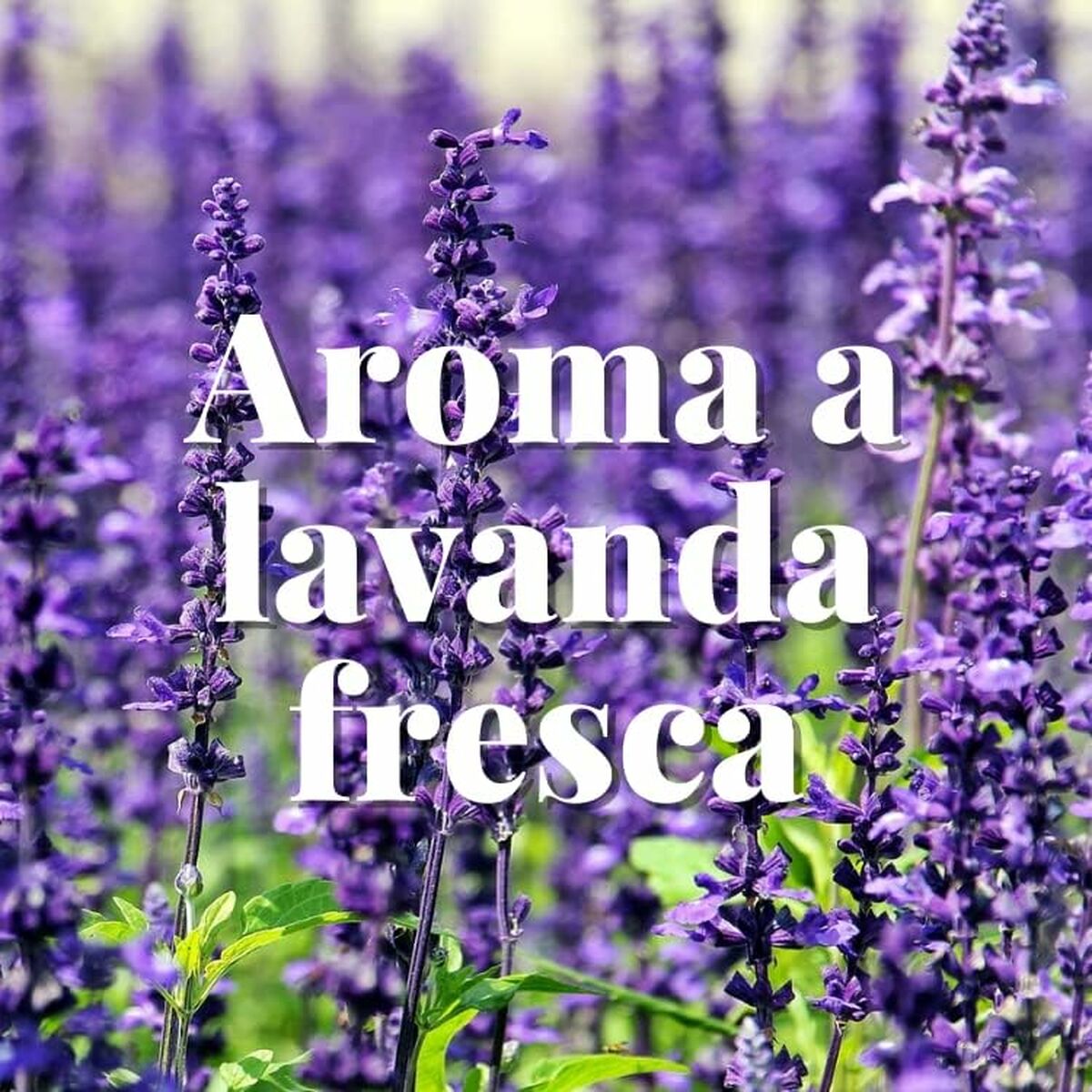 Antipolillas Orion Lavanda