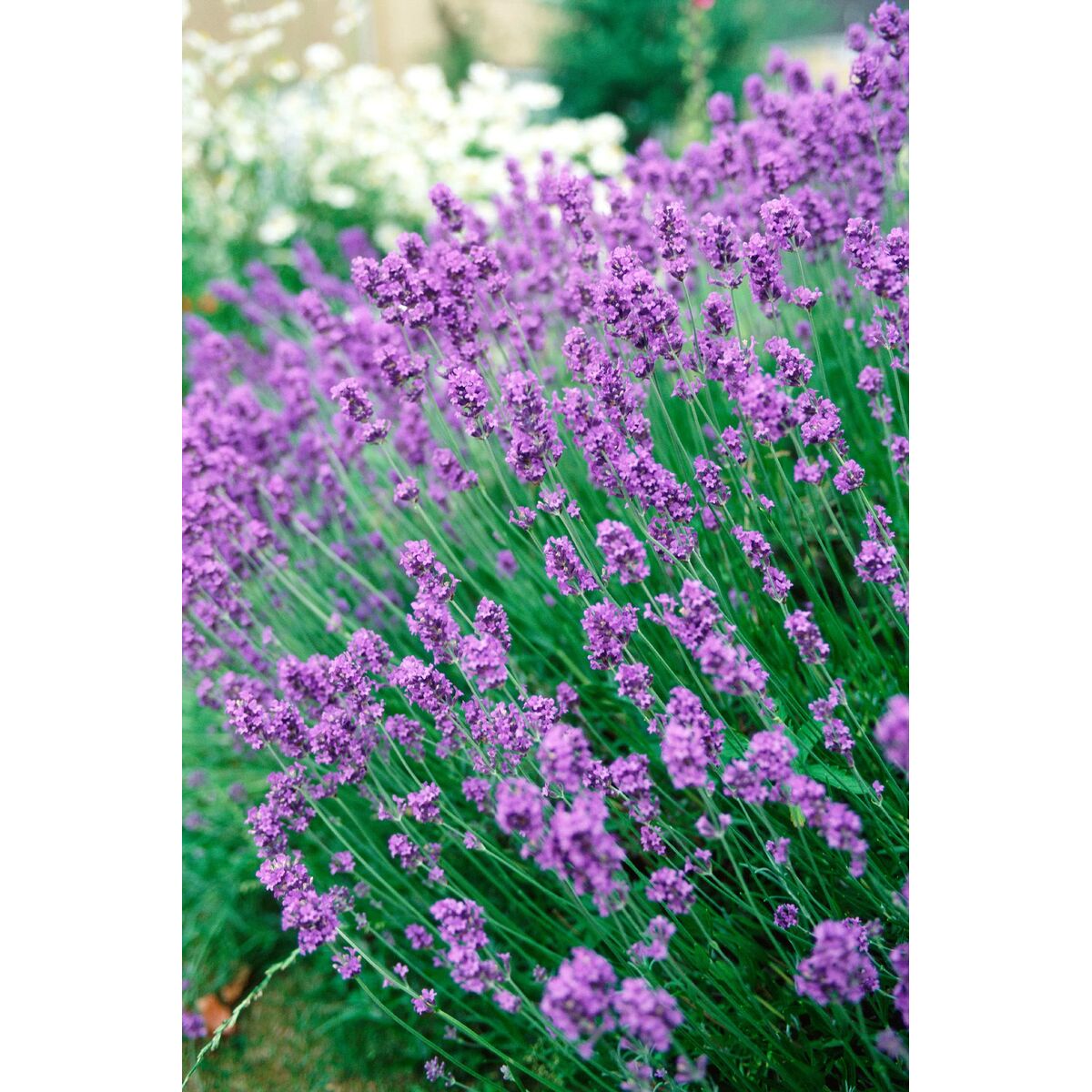 Antipolillas Orion Lavanda