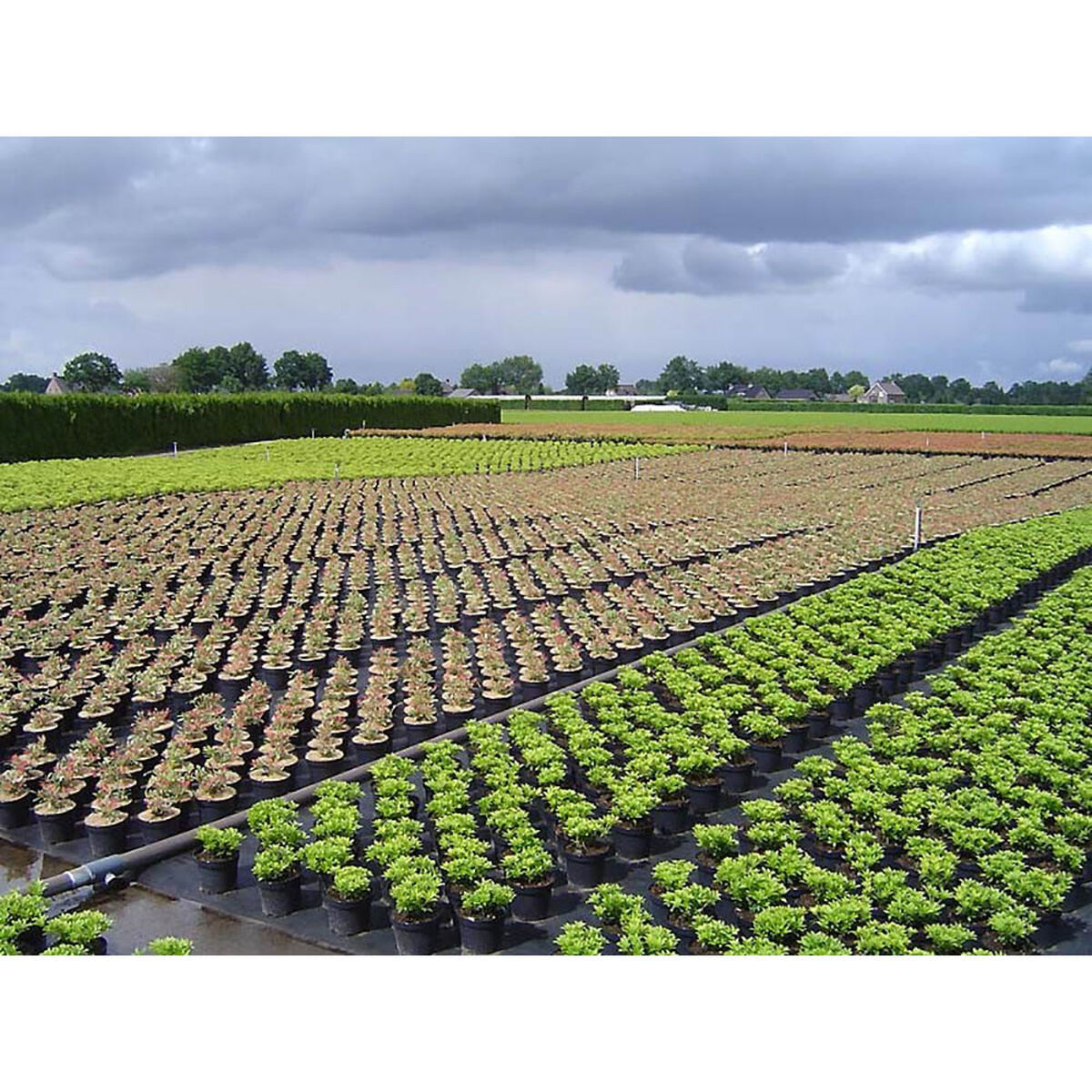 Malla de Ocultación Faura Negro