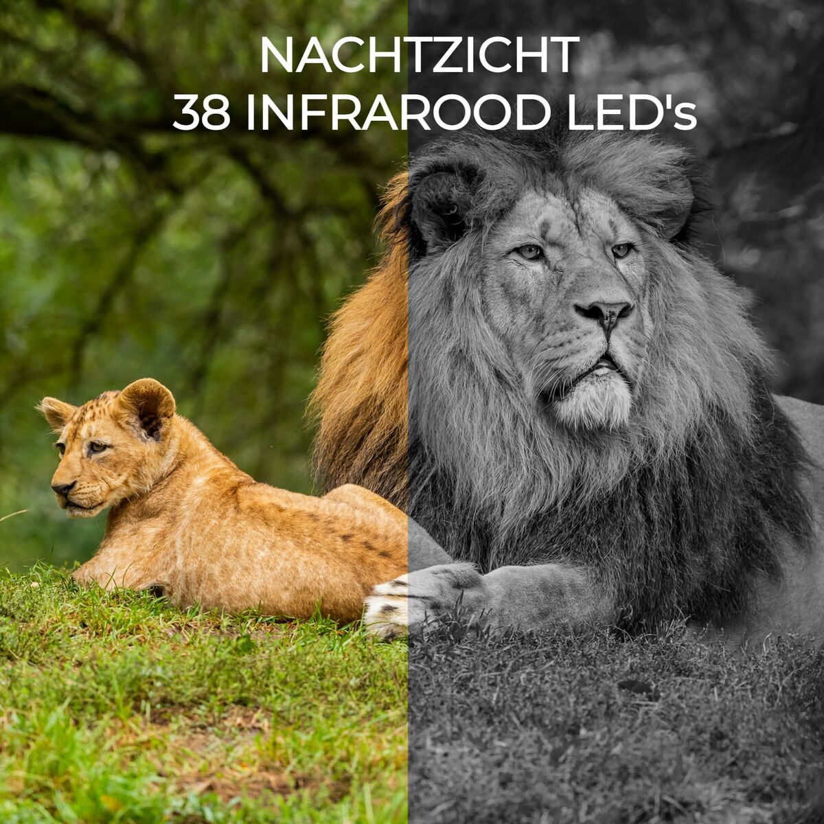 Cámara Digital Denver Electronics WCL-8040