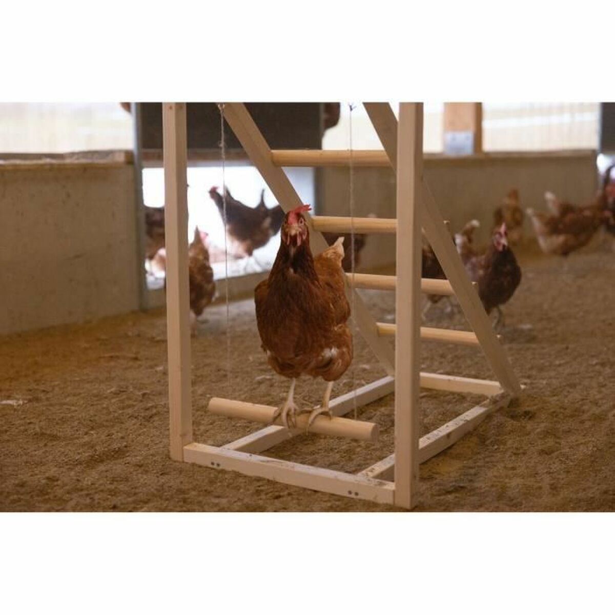 Escalera Kerbl Beige 85 x 55 x 76 cm Gallina