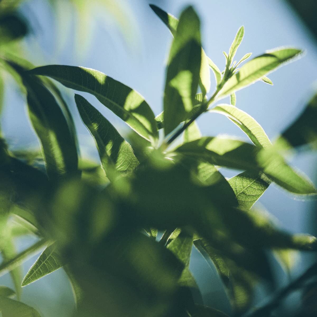 Gel de Ducha L'Occitane En Provence VERBENA 500 ml