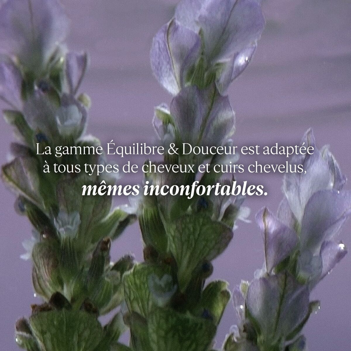 Acondicionador L'Occitane En Provence AROMACOLOGÍA 250 ml