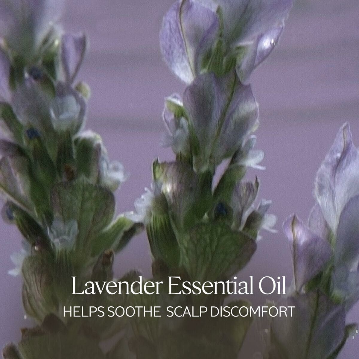 Champú L'Occitane En Provence AROMACOLOGÍA 75 ml