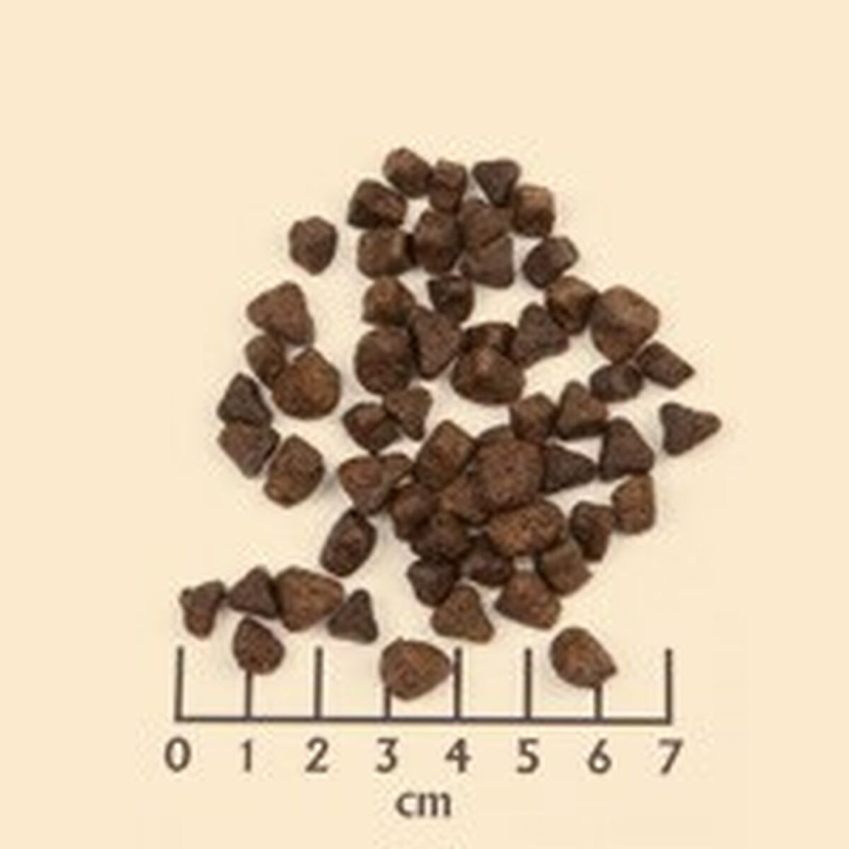 Pienso Wolfsblut Adulto Carne Batata 2 Kg