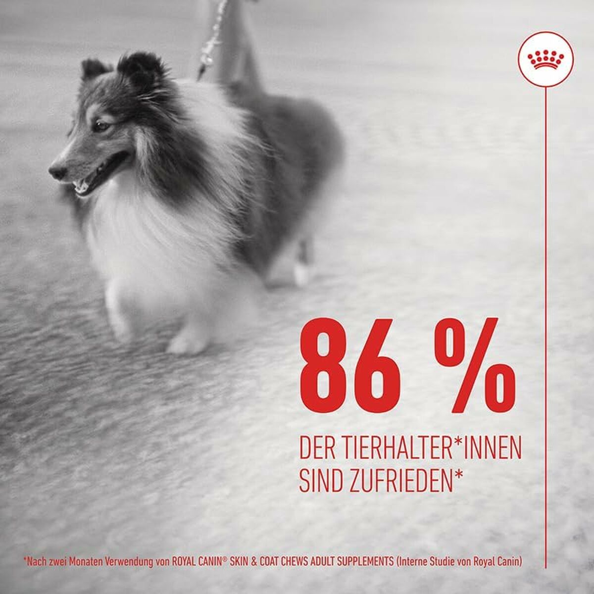 Snack para Perros Royal Canin 240 g