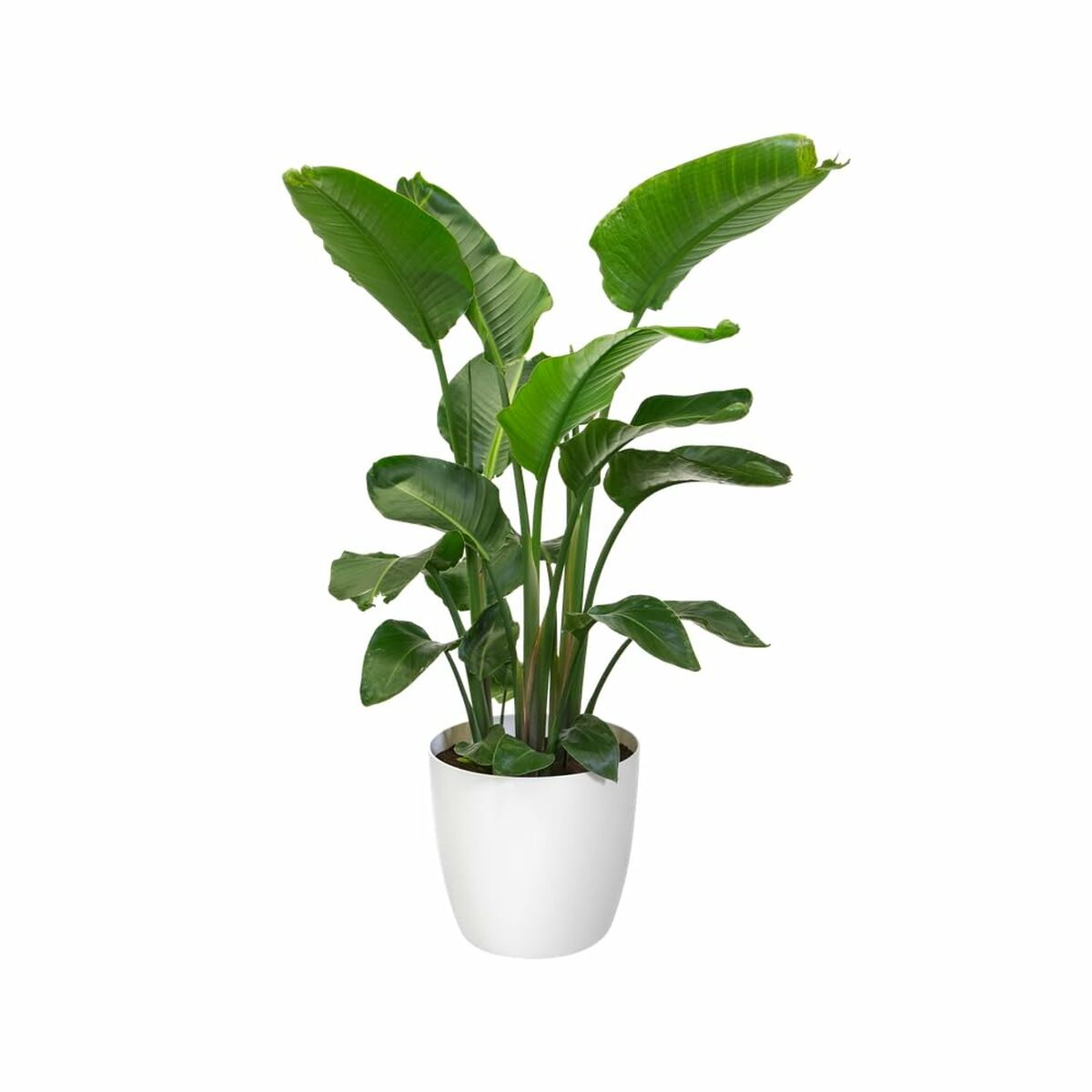 Set de Macetas Elho Blanco Plástico Redondo 2 Piezas