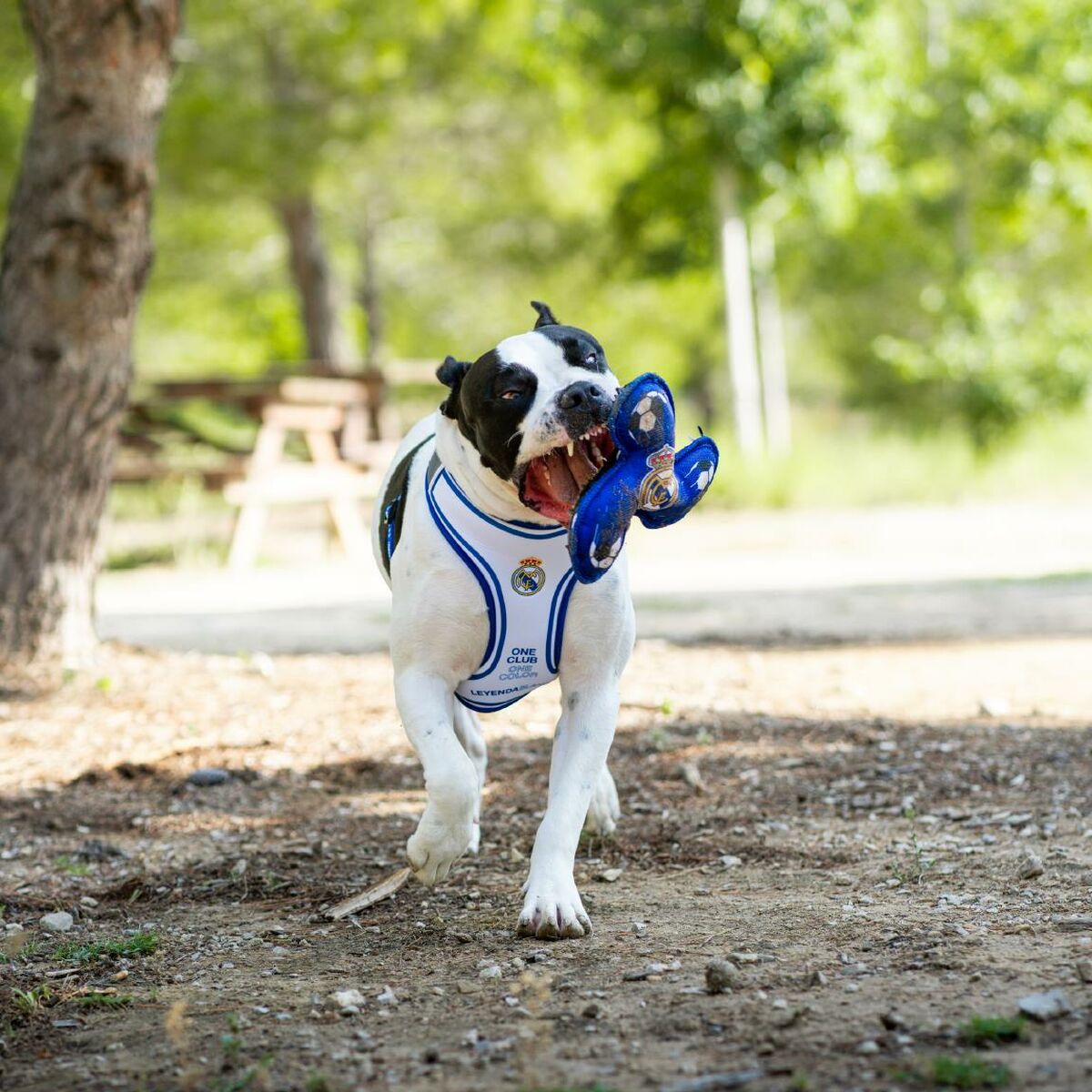 Juguete para perros Real Madrid C.F. Azul 23,0 x 23,0 x 3,0 cm