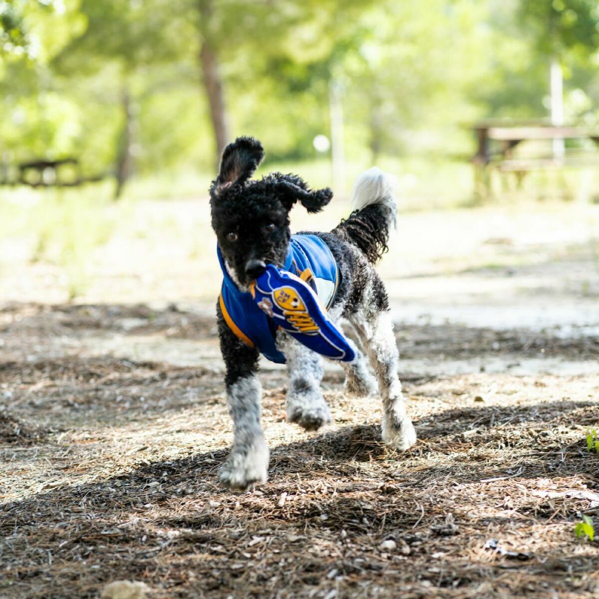 Juguete para perros Real Madrid C.F. Azul 10 x 30 x 7 cm Real Madrid Animales