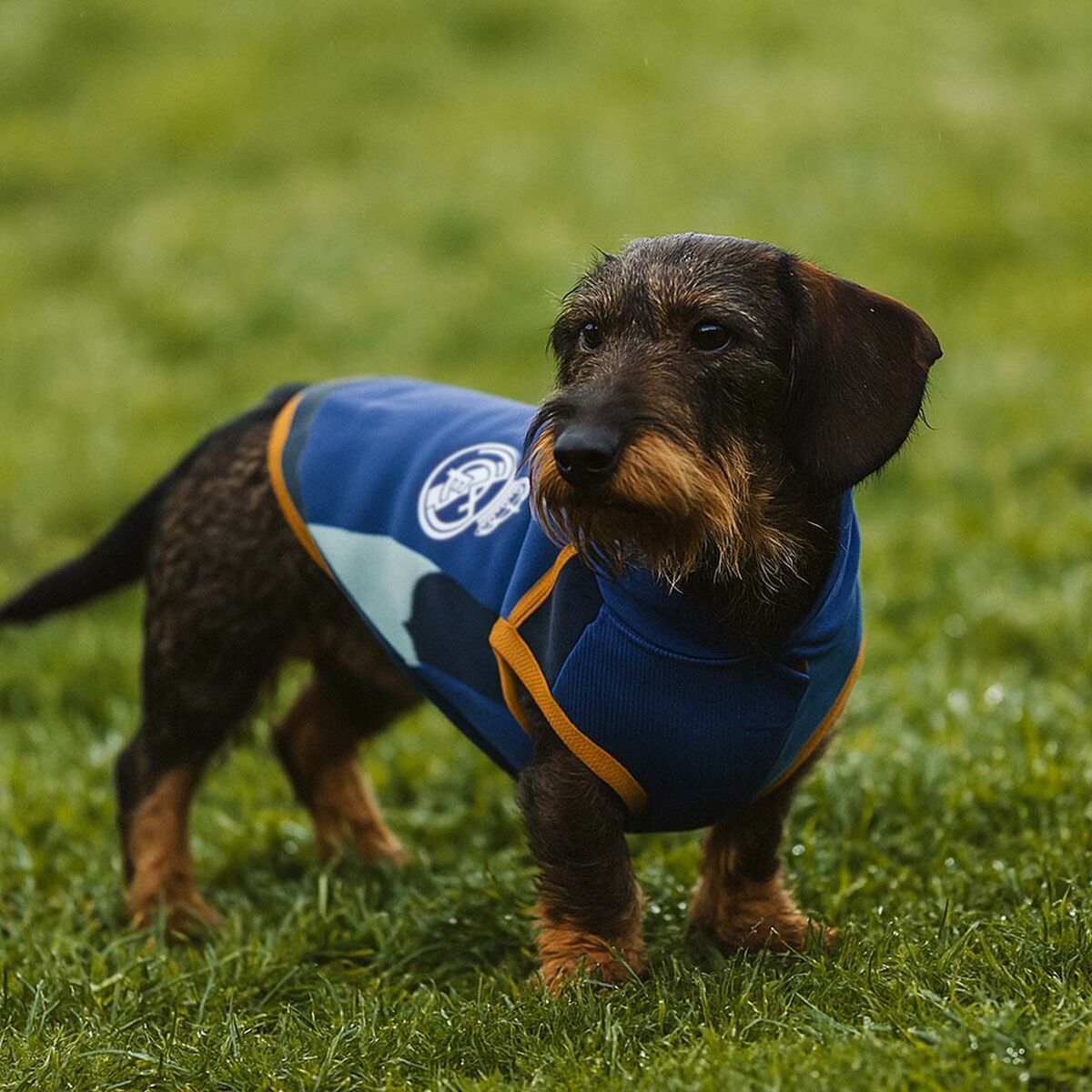 Sudadera para Perro Real Madrid C.F. Azul M