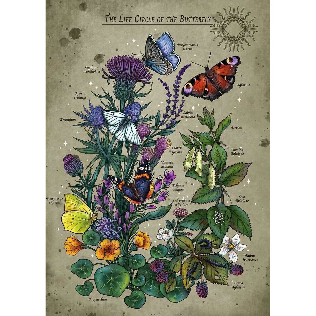 Puzzle Ravensburger The Life Circle of the Butterfly 1000 Piezas