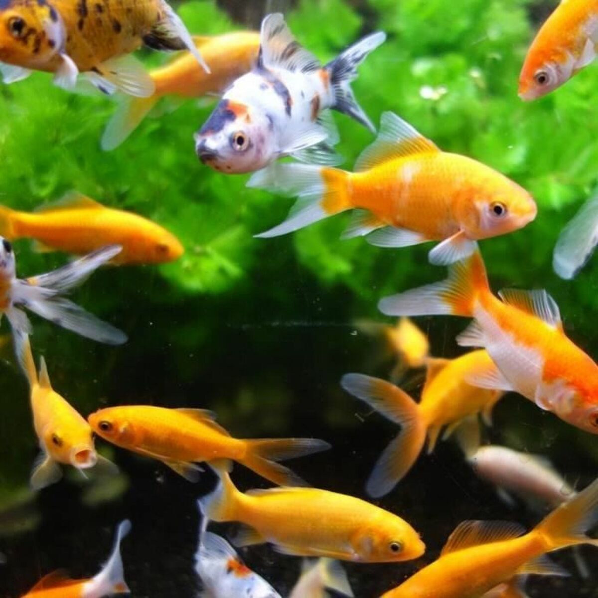 Filtro de agua Aimé