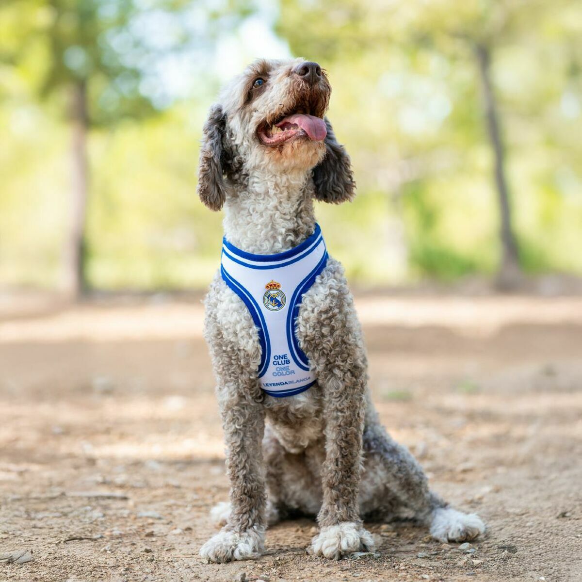 Juguete para perros Real Madrid C.F. Azul