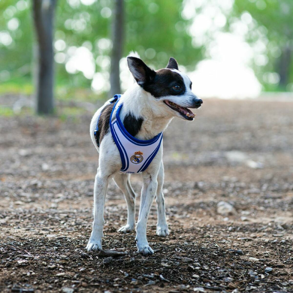 Juguete para perros Real Madrid C.F. Azul