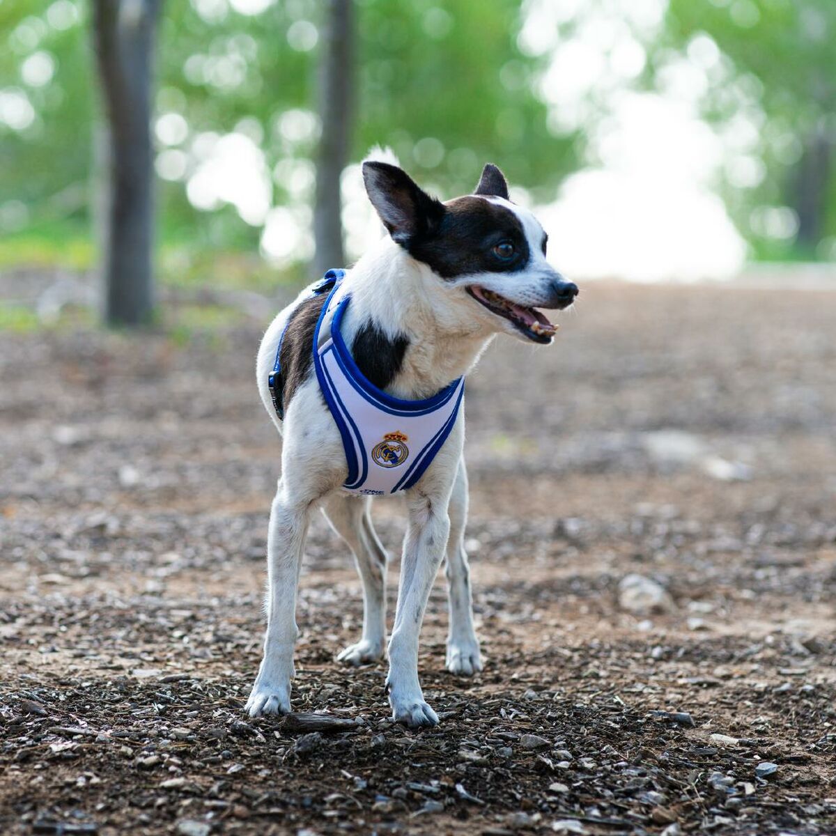 Juguete para perros Real Madrid C.F. Azul