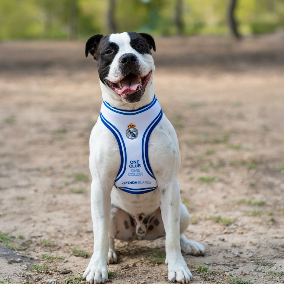 Juguete para perros Real Madrid C.F. Azul M/L