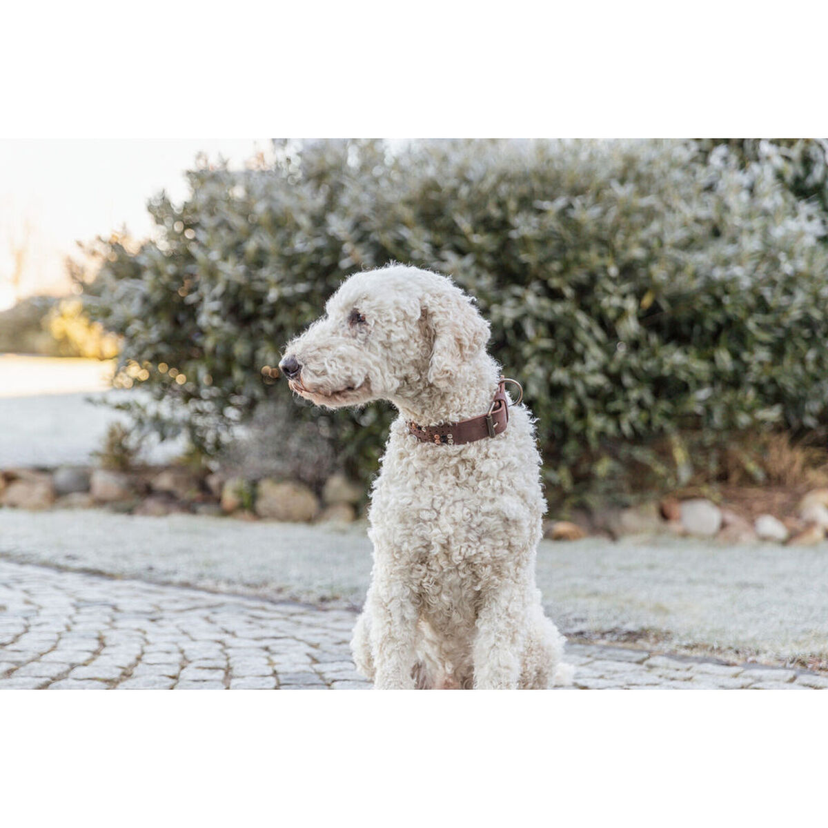 Collar para Perro Trixie Rustic Marrón oscuro L