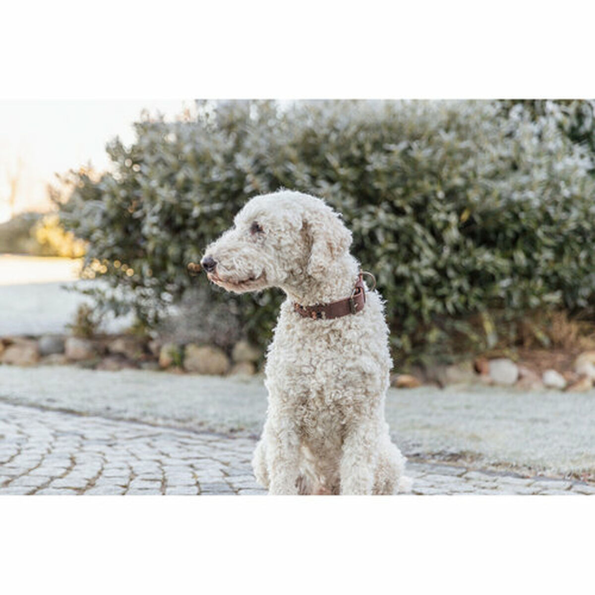 Collar para Perro Trixie Rustic Marrón oscuro L