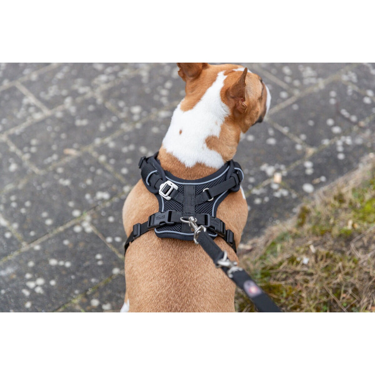 Arnés para Perro Trixie Premium FlexMesh Negro XS/S