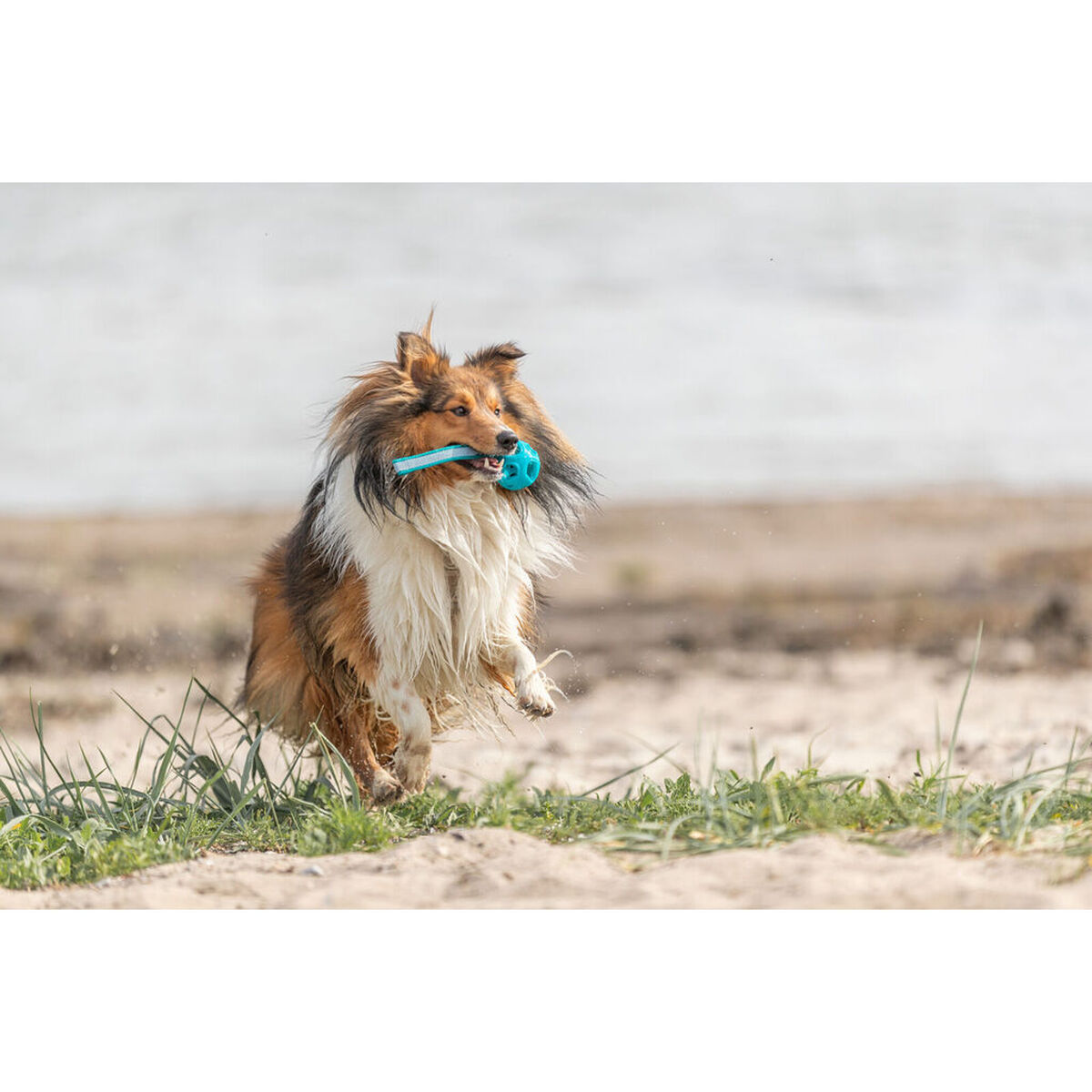 Juguete para perros Trixie Turquesa ø 6 x 23 cm Bola