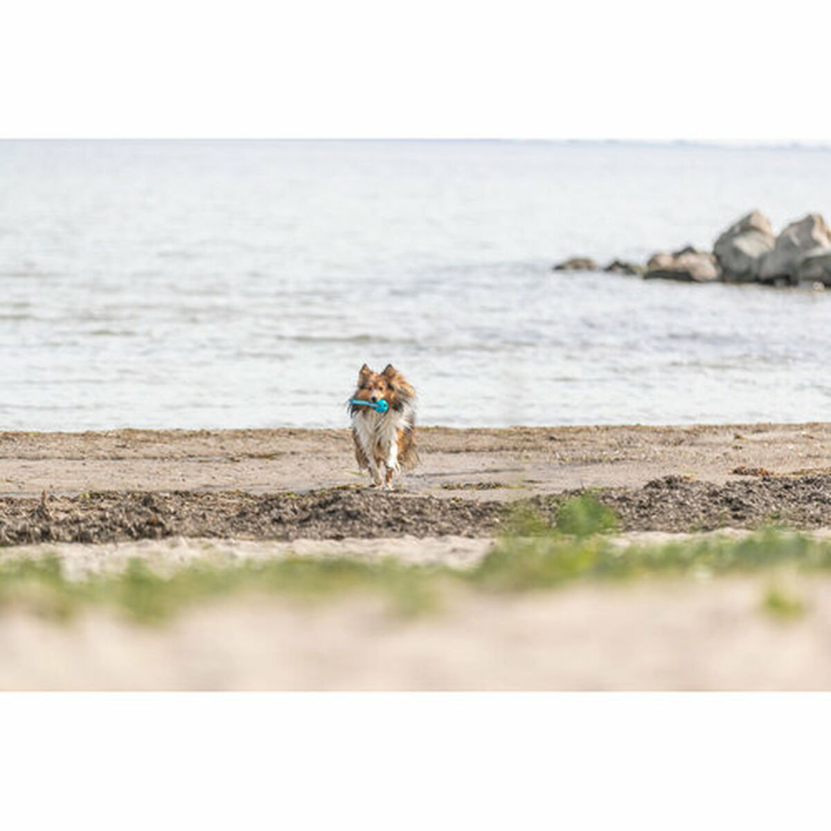 Juguete para perros Trixie Turquesa ø 6 x 23 cm Bola