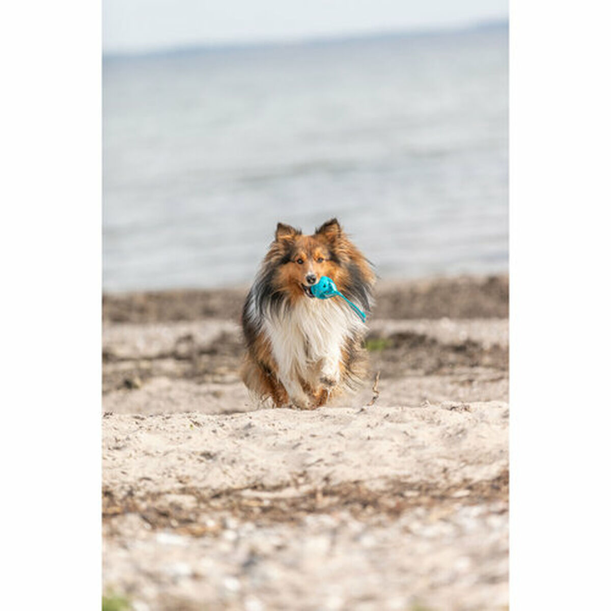 Juguete para perros Trixie Turquesa ø 6 x 23 cm Bola