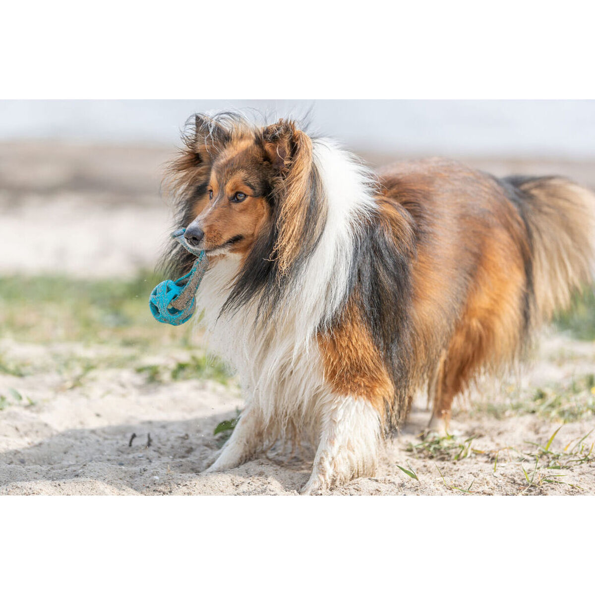 Juguete para perros Trixie Turquesa ø 6 x 23 cm Bola