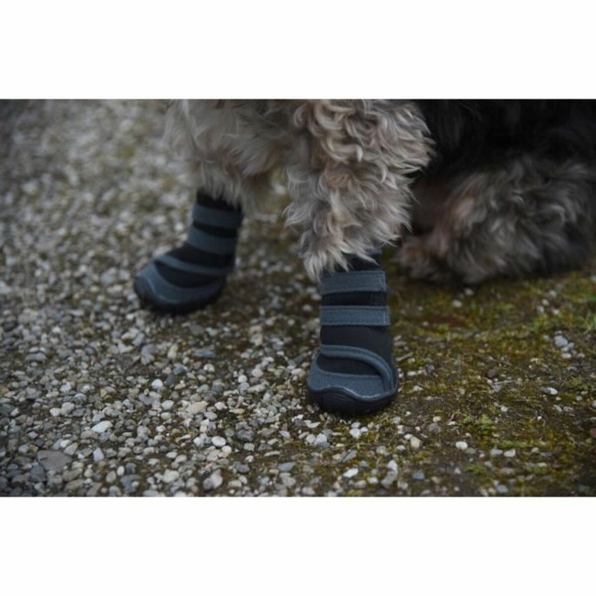 Zapatos para perros Kerbl Negro XL
