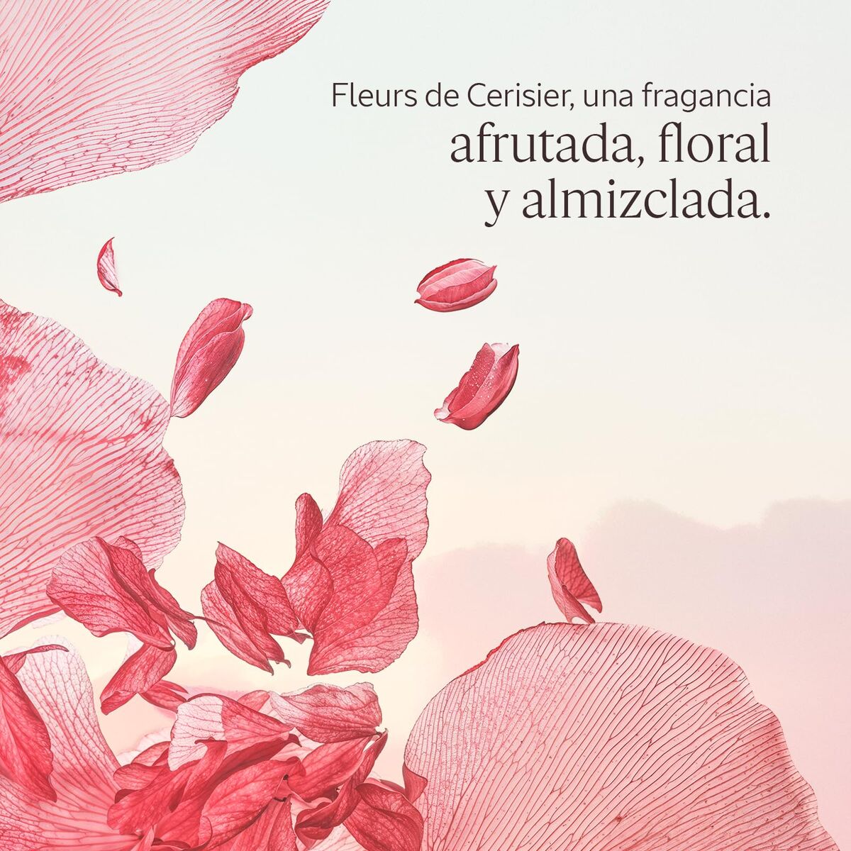 Loción Corporal L'Occitane En Provence FLEURS DE CERISIER