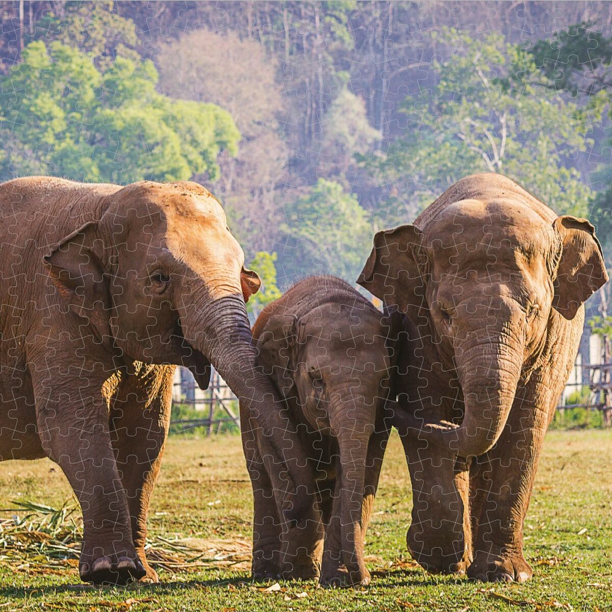 Puzzle Colorbaby Elephant 500 Piezas 6 Unidades 61 x 46 x 0,1 cm