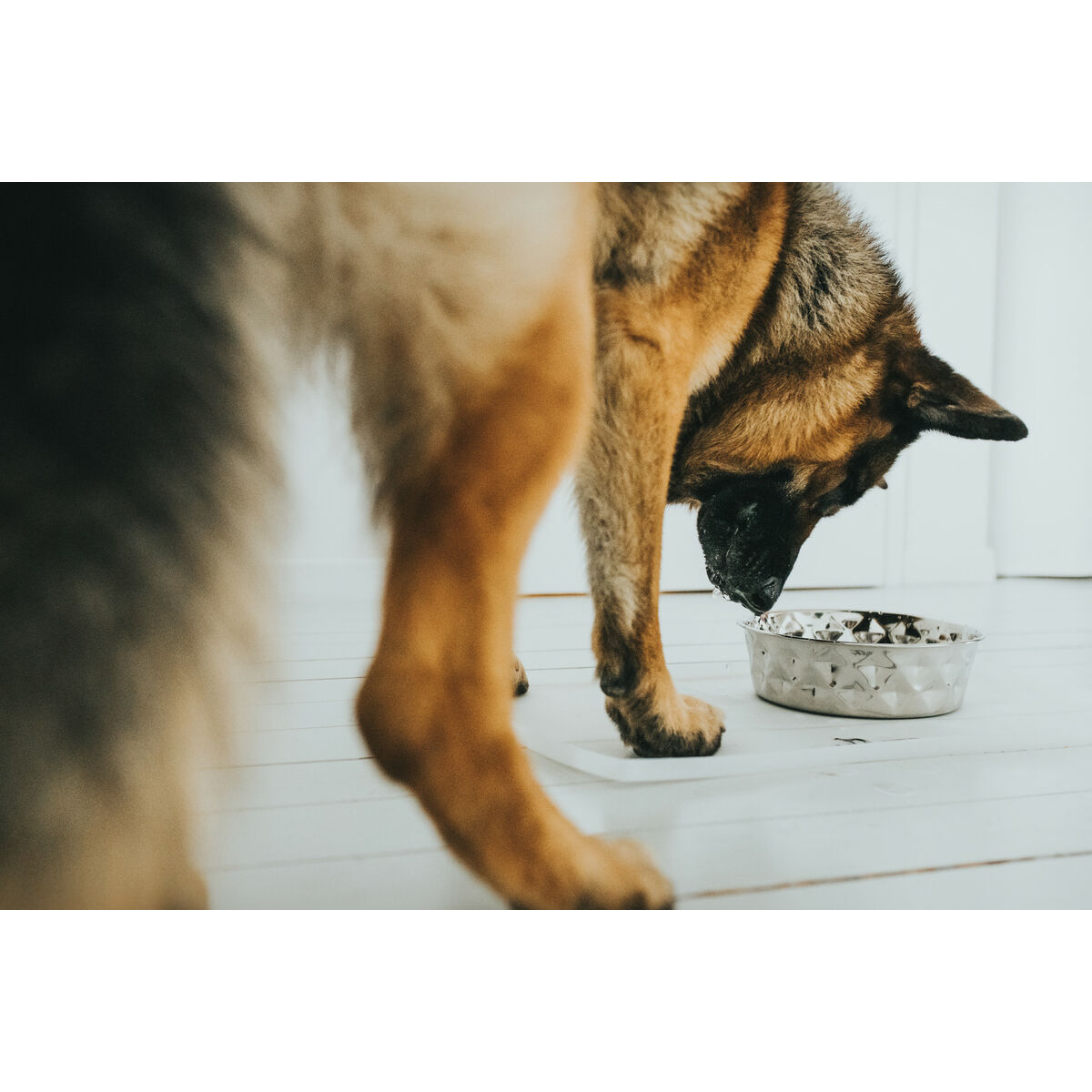 Comedero para Perro Hunter Silicona Acero Inoxidable 550 ml