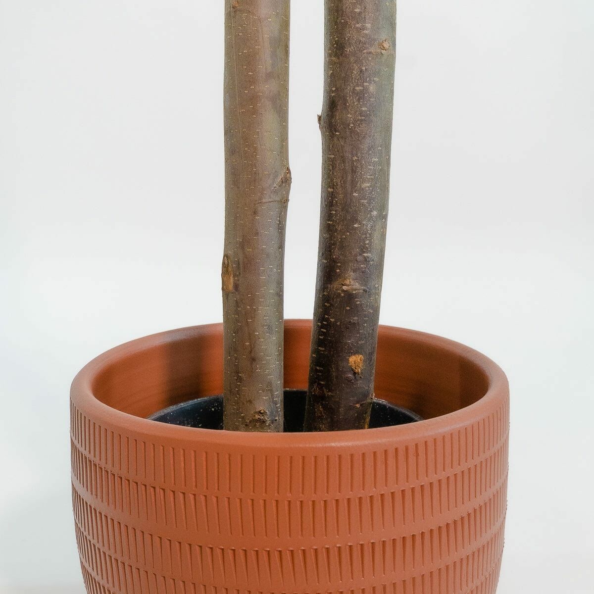 Árbol Home ESPRIT Poliéster Madera Cemento Eucalipto 90 x 90 x 180 cm