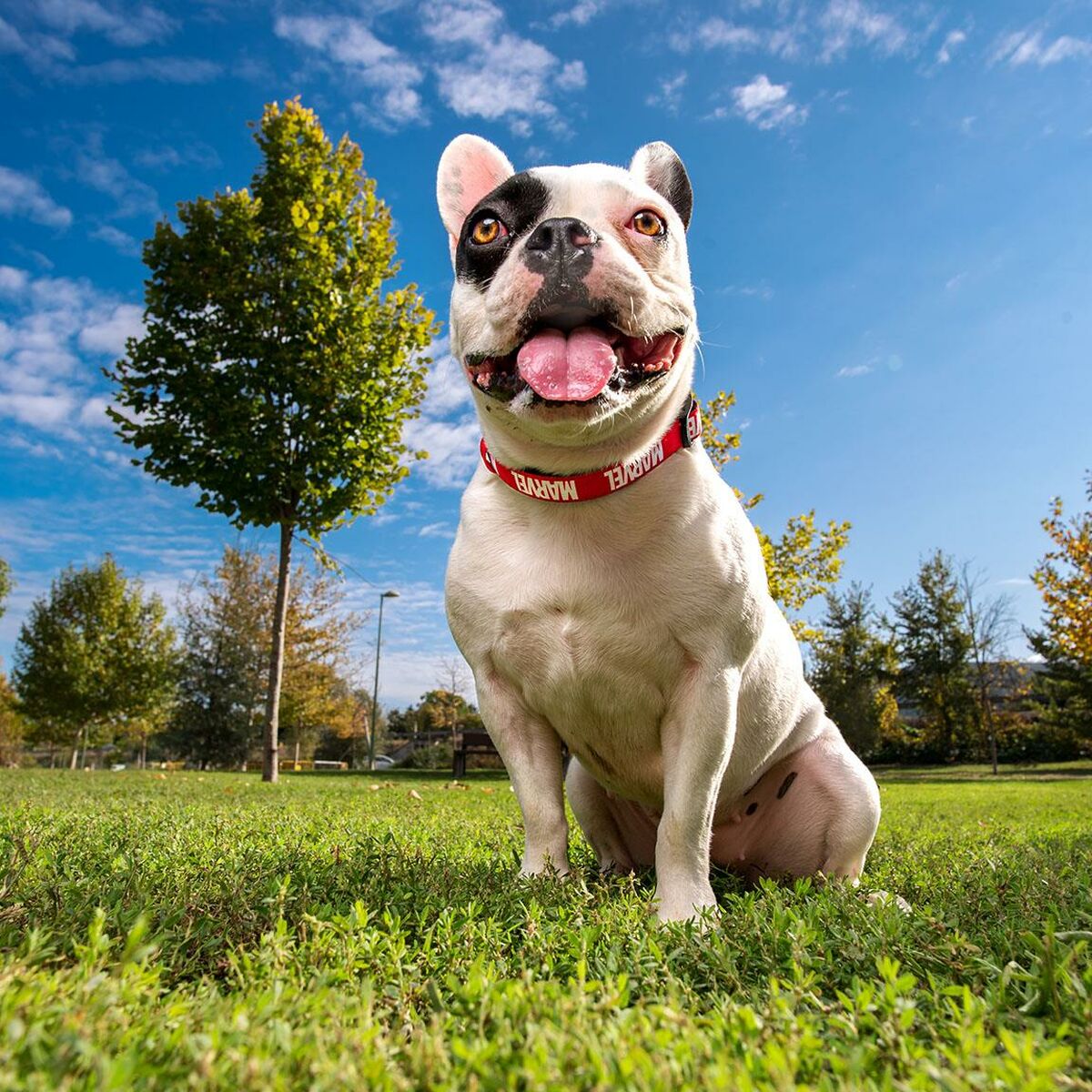 Collar para Perro Marvel M/L