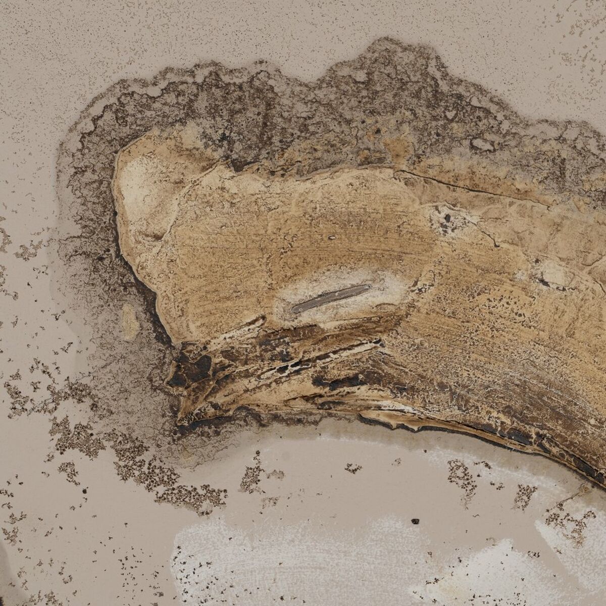 Lienzo Blanco Negro 150 x 4 x 60 cm